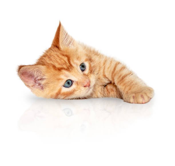 istock Red blue-eyed kitten isolated on white background 1437953311