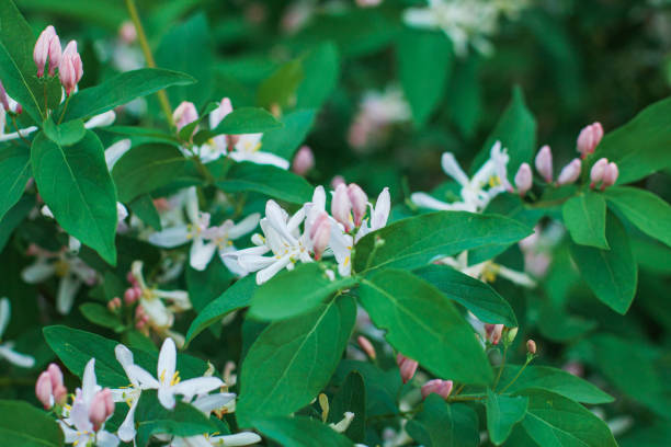istock The tree blooms with pink flowers in the spring. 1437953948