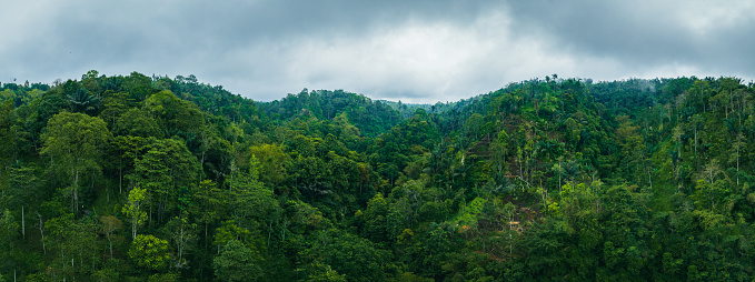 Green tropical rainforest deep inside the jungle of Bali, Indonesia, Asia.