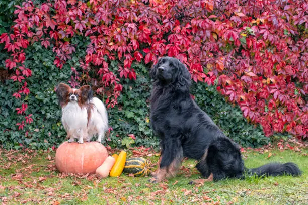 Two purebred dogs. Papillon stands on a pumpkin. Large black dog hovawart sitting near a small white lap dog, continental toy spaniel and they looks at camera. Fall season, autumn colors background.