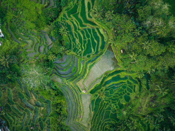 istock Rice Terrace seen from above 1437954070