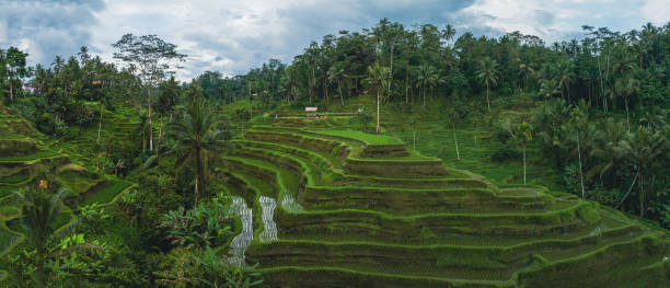 istock Rice Terrace in Bali Indonesia 1437954082