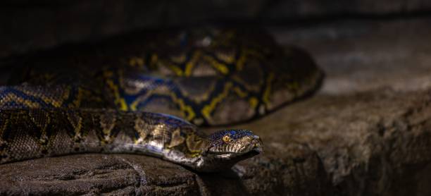 Closeup of Reticulated python slithering on the ground A closeup of Reticulated python slithering on the ground reticulated python stock pictures, royalty-free photos & images