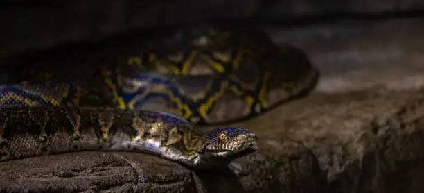 Photo of Closeup of Reticulated python slithering on the ground