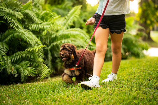 Hispanic girl walking with Australian labradoodle