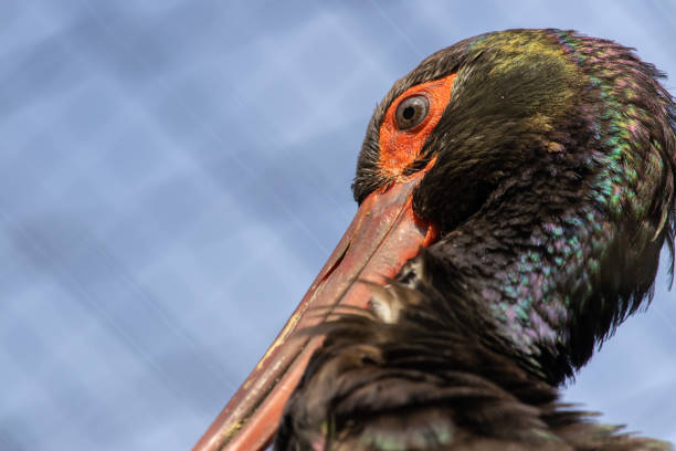 istock Closeup shot of black stork 1437956172
