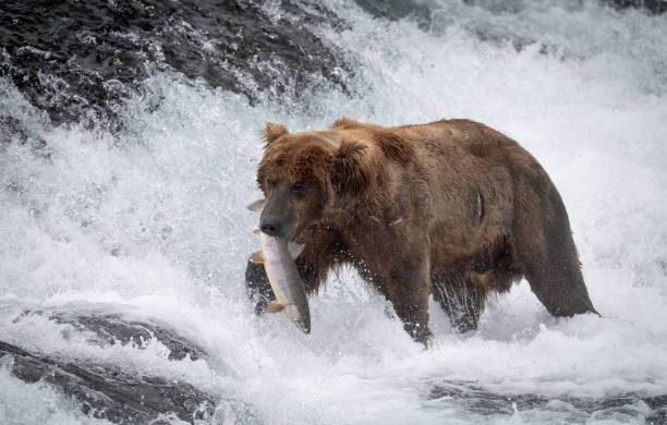 istock Alaskan brown bear at McNeil River 1437956354