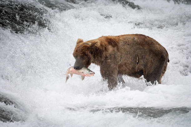 istock Alaskan brown bear at McNeil River 1437956355