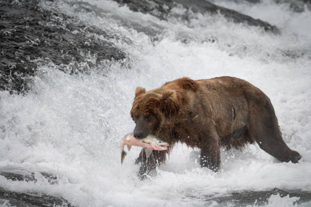 istock Alaskan brown bear at McNeil River 1437956361