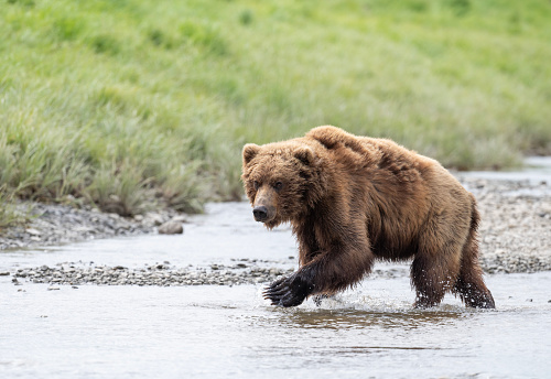 Alaskan brown bear walking through a stream in Alaska