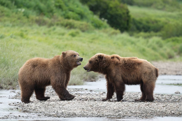 istock Alaskan brown bears at McNeil River 1437956385