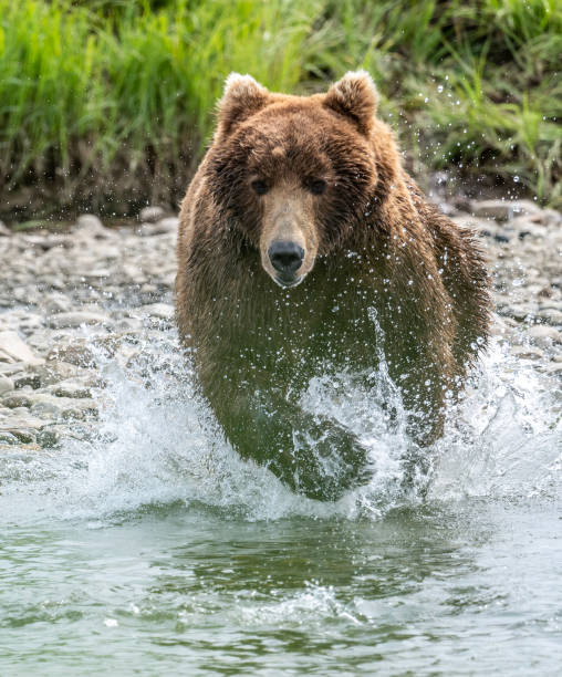 istock Alaskan brown bear running in water 1437956894