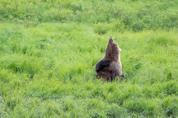 istock Alaskan brown bear scratching in an open meadow 1437956899