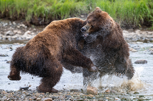 Two adult Alaskan brown locked in an intense battle along a shallow creek