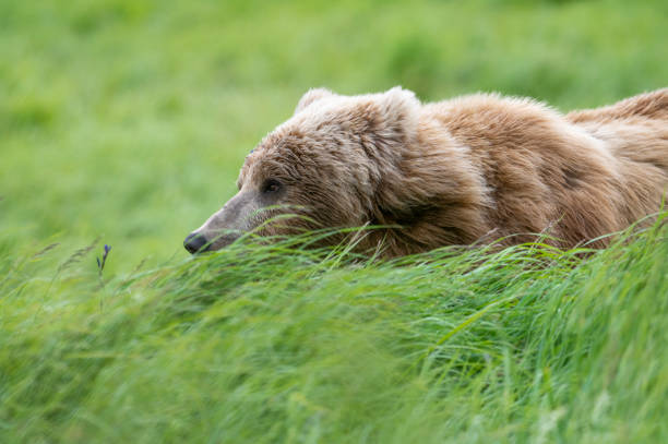 istock Alaskan brown bear in high grass 1437956971