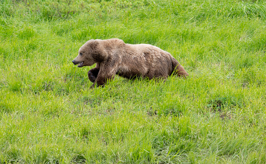 Alaskan brown bear running throuhg on open field in McNeil River