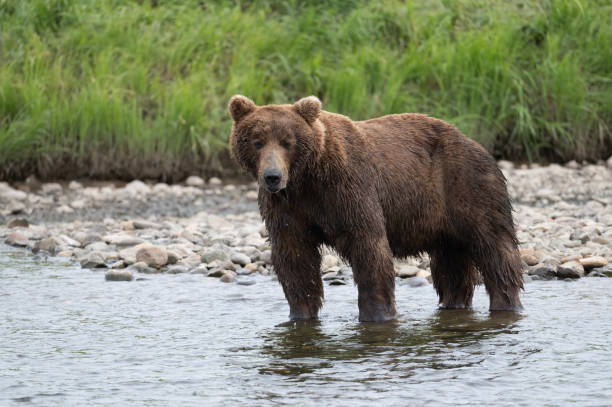 istock Alaskan brown bear in a stream 1437957001