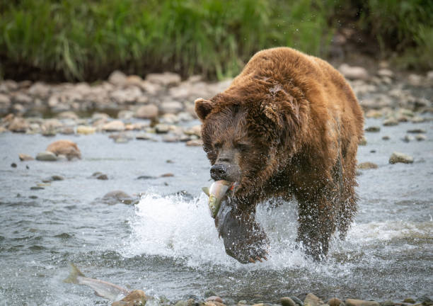 istock Alaskan brown bear at McNeil River 1437957008