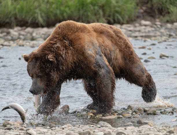 istock Alaskan brown bear at McNeil River 1437957019