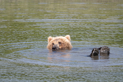 A young Alaskan brown bear relaxing and playing in Mikfik Creek with its paws out of the water in McNeil River State Game Sanctuary and Refuge.