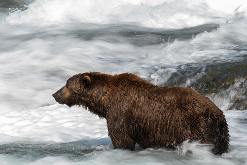 Alaskan brown bear standing in rapids fishing for salmon in Alaska