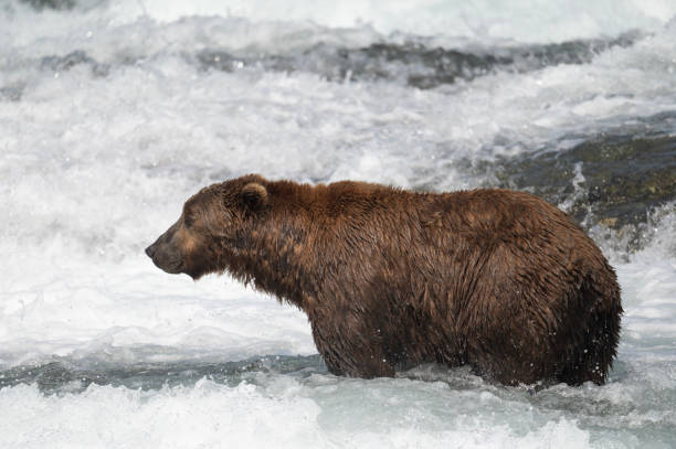 istock Alaskan brown bear in water 1437957048