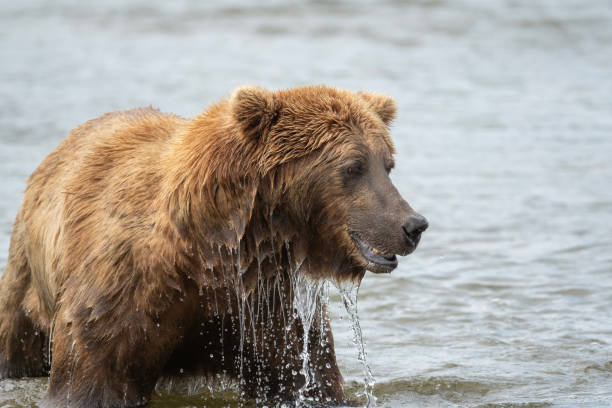 istock Alaskan brown bear at McNeil River 1437957057