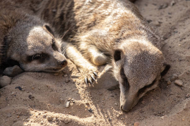 istock View of meerkats lying on the ground 1437957097