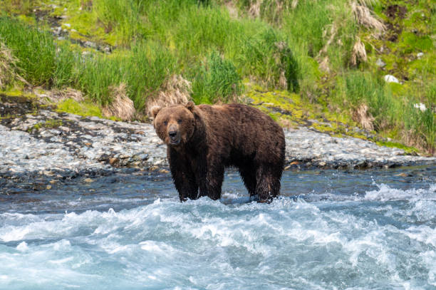 istock Alaskan brown bear at McNeil River 1437957123