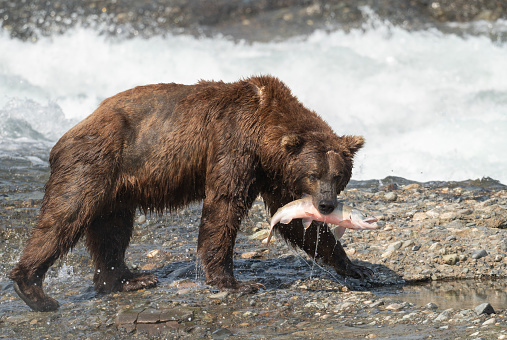 Alaskan brown bear with a salmon in its mouth at the falls in McNeil River State Game Sanctuary and Refuge.