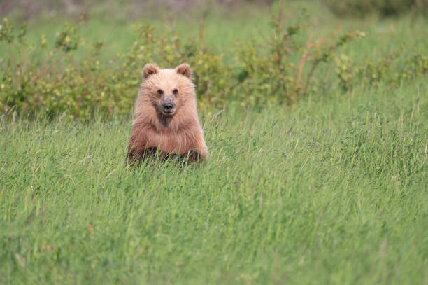 istock Alaskan brown bear cub at McNeil River 1437957145