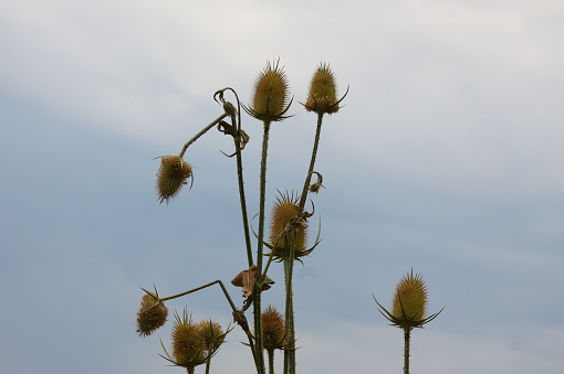 Close-up of green wild teasel seeds with blue sky on background