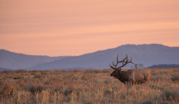 Bull Elk at Sunrise in Wyomign in Autumn stock photo