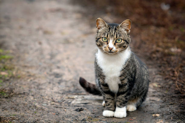 istock Village tabby cat close-up sitting on a garden plot.. 1437959698