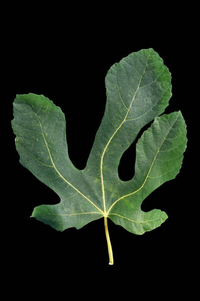 istock Green leaf of fig tree isolated on black 1437962711