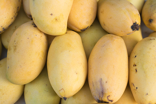 Stacked yellow ripe thai mango fruits