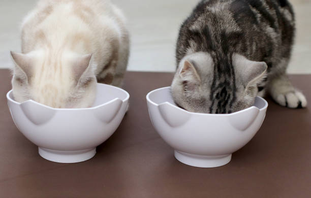 istock two tabby cats eat food from white bowls 1437967175