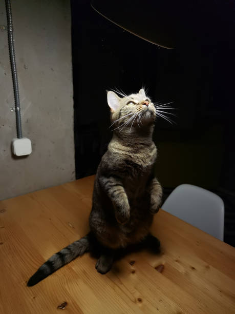 istock Gray cat on a dark background, beautiful textured fur. 1437967353