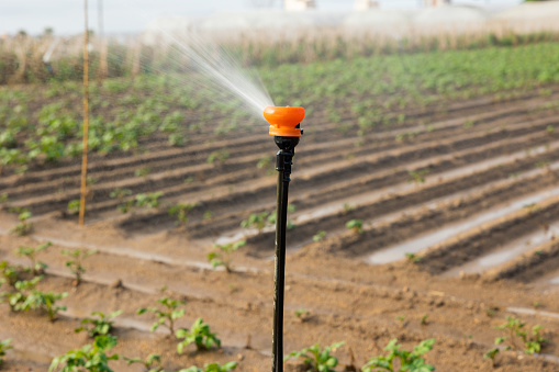 Close-up photo of sprinkler on vegetable field. Irrigation of plantation with water.
