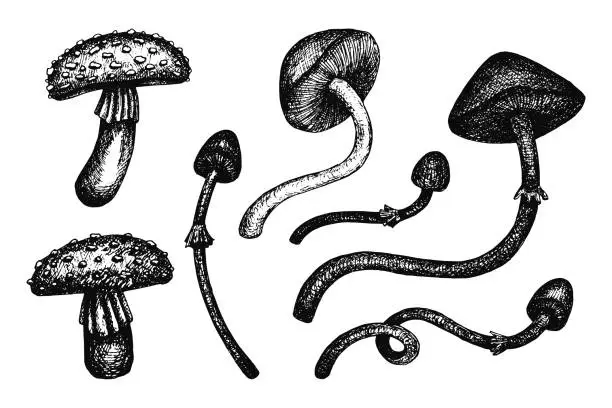 Vector illustration of Set of vector hand drawn mushrooms. Black and white drawings of forest mushrooms, fly agaric
