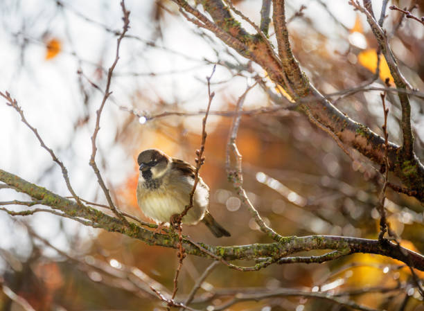 istock Eurasian tree sparrow bird sitting on a tree 1437969344