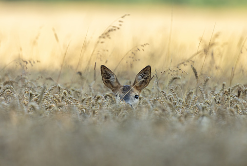 Female roe deer (Capreolus capreolus) hiding in a rye field.