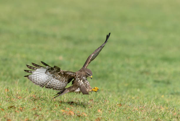 polowanie na myszołowa (buteo buteo) - eurasian buzzard zdjęcia i obrazy z banku zdjęć