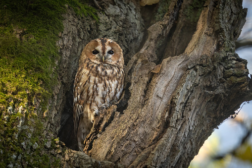 Beautiful tawny owl (Strix aluco) sitting in an old oak tree.