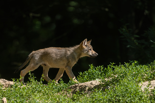 Beautiful northwestern wolf pup (Canis lupus occidentalis) in summer.