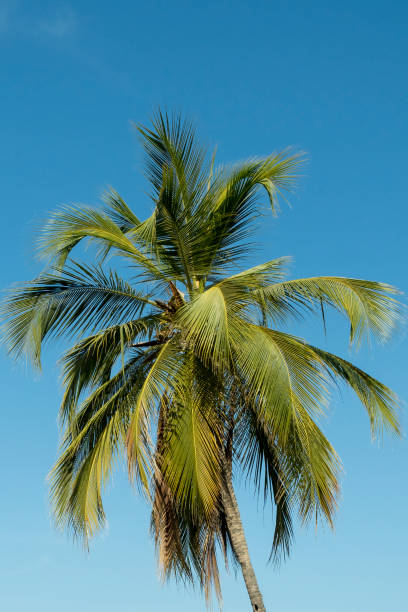 istock Background palm tree and blue sky in summer. Colombia. 1437970662