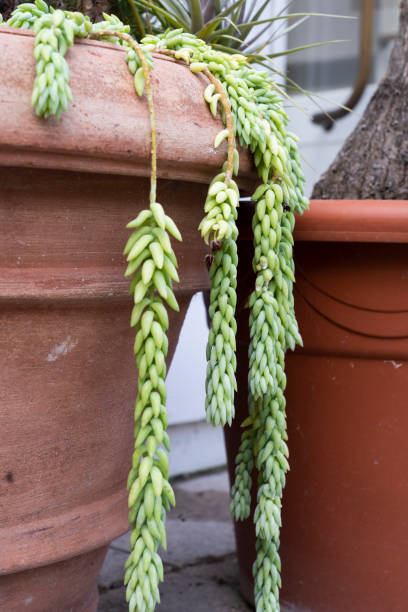 istock Sedum morganianum 1437971345