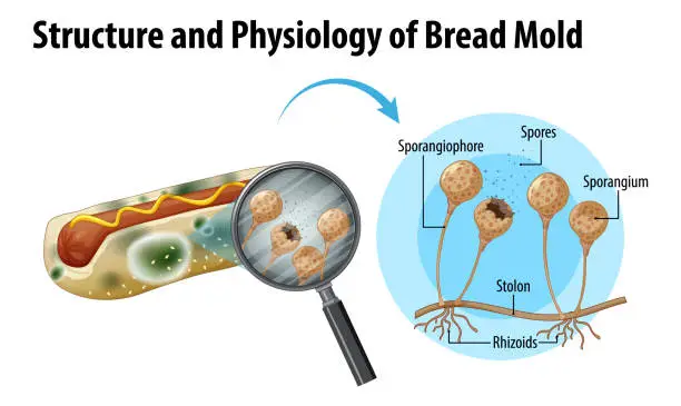 Vector illustration of structure and physiology of bread mold