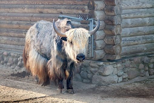 Brown yak bos mutus near farm barn with carding for animals device cow cleaning machine grooming brushes. Cattle mountain bull, yak, ox, buffalo, bison mammals animal.