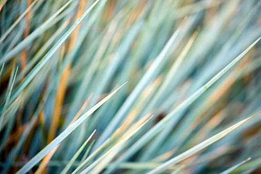 Sedge decorative selective focus closeup over out of focus floral background. Silver wheatgrass. Blue sedge. Striped green grass, Variegated sedge, Carex morrowii foliosissima. Ornamental long grass.